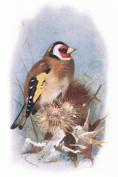 Goldfinch by Archibald Thorburn
